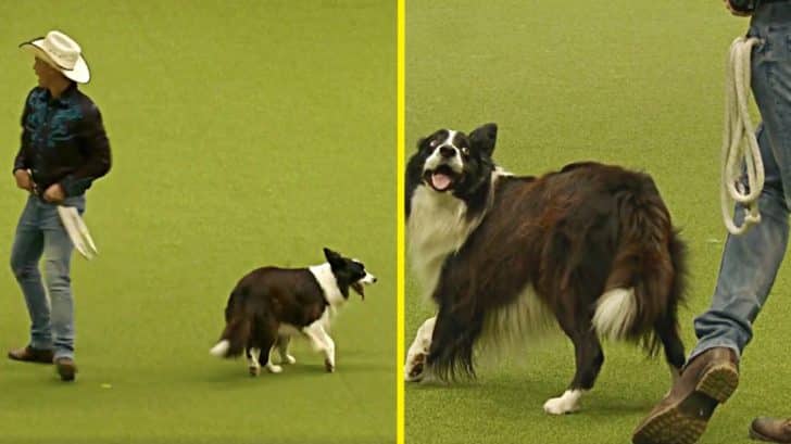 Border Collie Dances With Handler In Western Routine At 2018 Crufts Dog  Show – Country Music Family