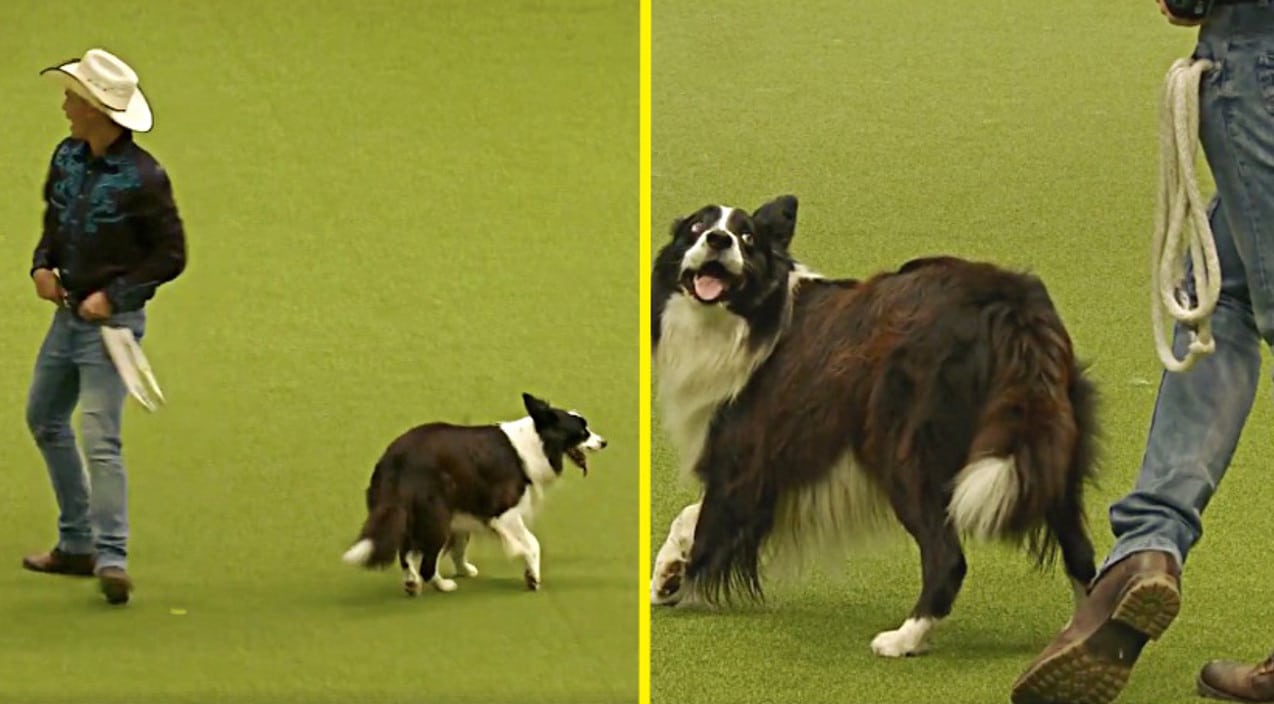border collie dancing with woman