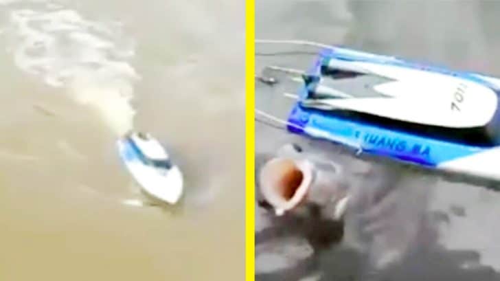 the fish catching rc boat