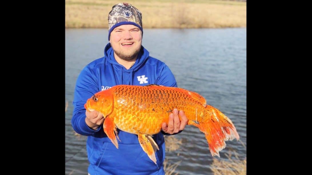 Man Baits 20lb Goldfish In Danville, Kentucky Using A Biscuit