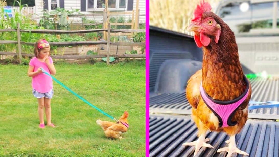 Believe It Or Not, Chicken Harnesses Are Real & People Love Them