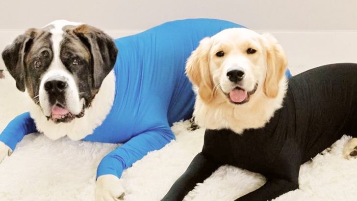 Pet Onesies Called Shed Defenders Keep Dog Hair Off Of Furniture