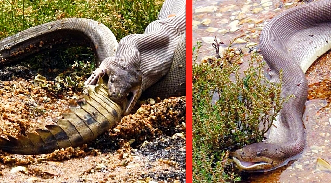 Giant Snake Swallows Croc Whole – 9+ Gruesome Pics – Country Music Family