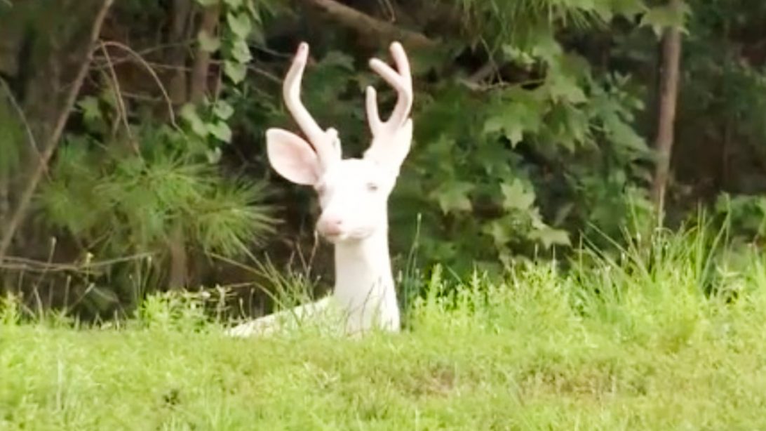 Albino Deer Spotted In Holly Springs, North Carolina This Summer