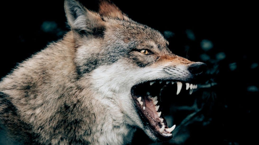 Wolf Attacks Sleeping Family, Drags Father Off