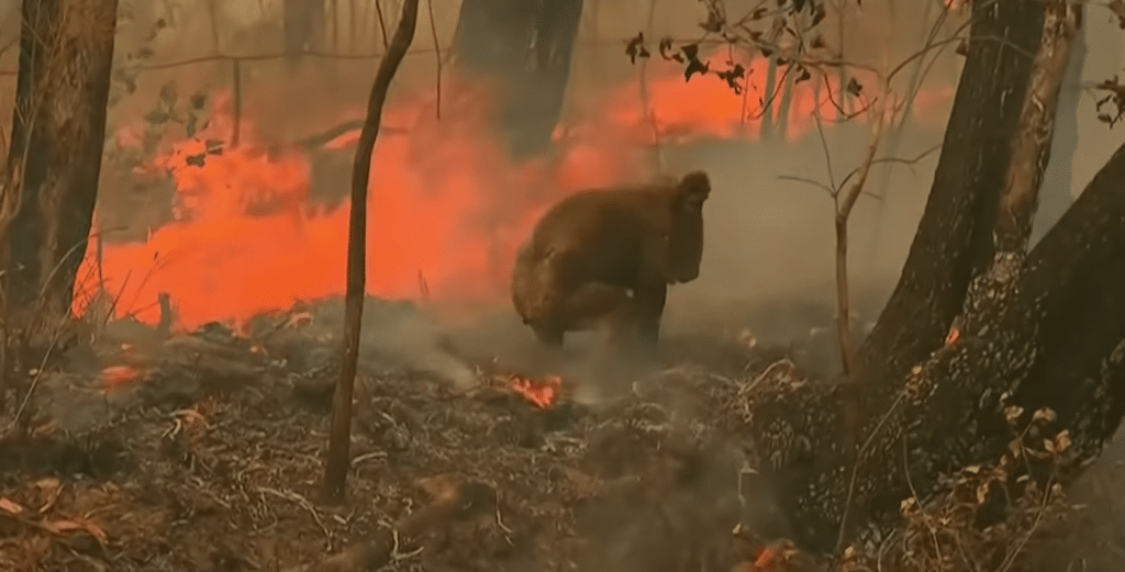 Koala Bear In Wildfire Rescued By Shirtless Woman Wearing Sandals