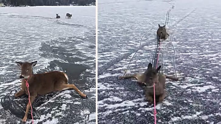 Ice Skater Finds 3 Deer Stranded On Frozen Lake Pulls Them Back To Land With Rope Country Music Family ice skater finds 3 deer stranded on