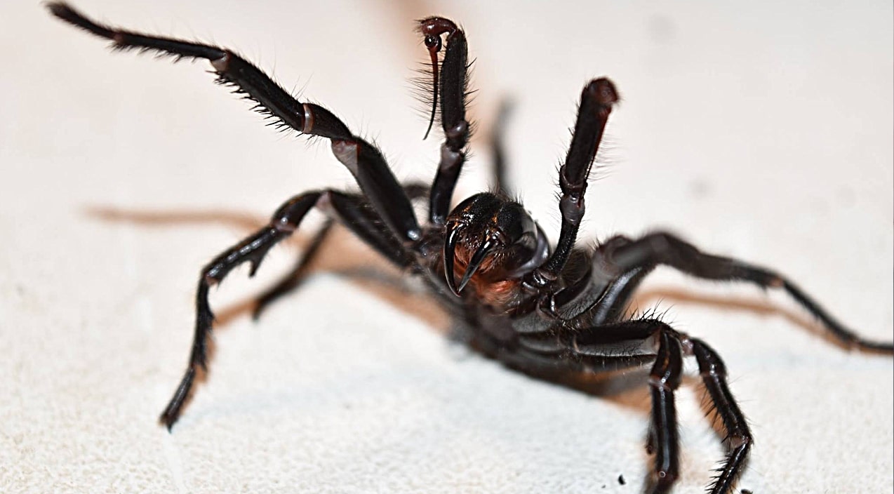 Deadliest Australian Spider Expected To Be Highly Active Next Few Days