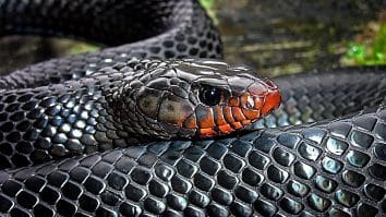 eastern indigo snake vs texas indigo snake