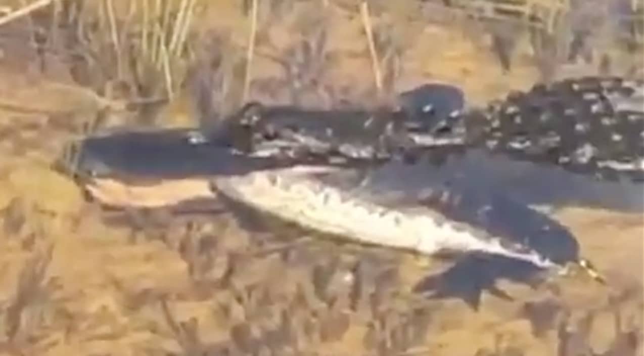 Alligator Battles Burmese Python And Wins In Florida Everglades