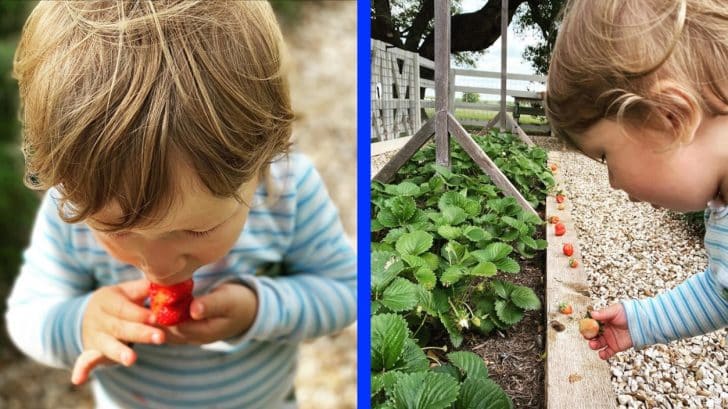 How to Hull Strawberries Like Joanna Gaines