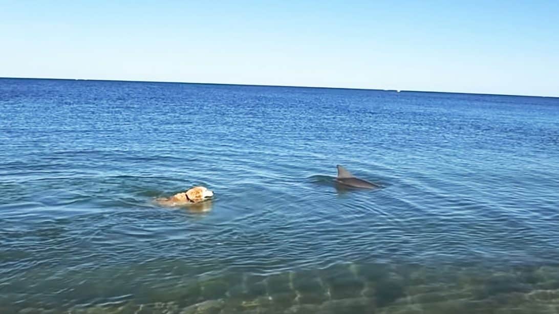 Video Footage Shows Dog And Dolphin Playing Together In Ocean