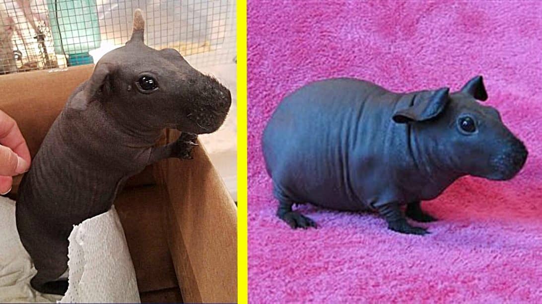 "Tiny House Hippos" Are Like Guinea Pigs, But Hairless