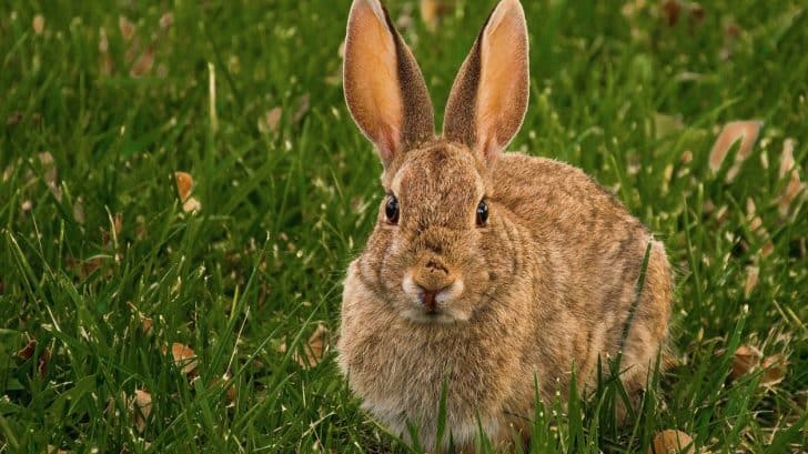 Deadly & Contagious Disease Killing Hundreds Of Rabbits In Southern U.S.
