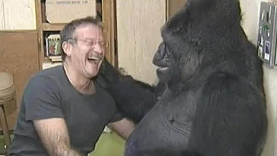 Robin Williams Once Made Depressed Gorilla Laugh After Mourning For 6 