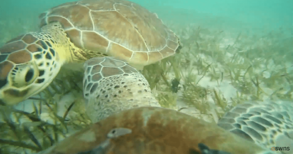 Sea Turtles With Cameras On Their Shells Show Off Life Under The Sea