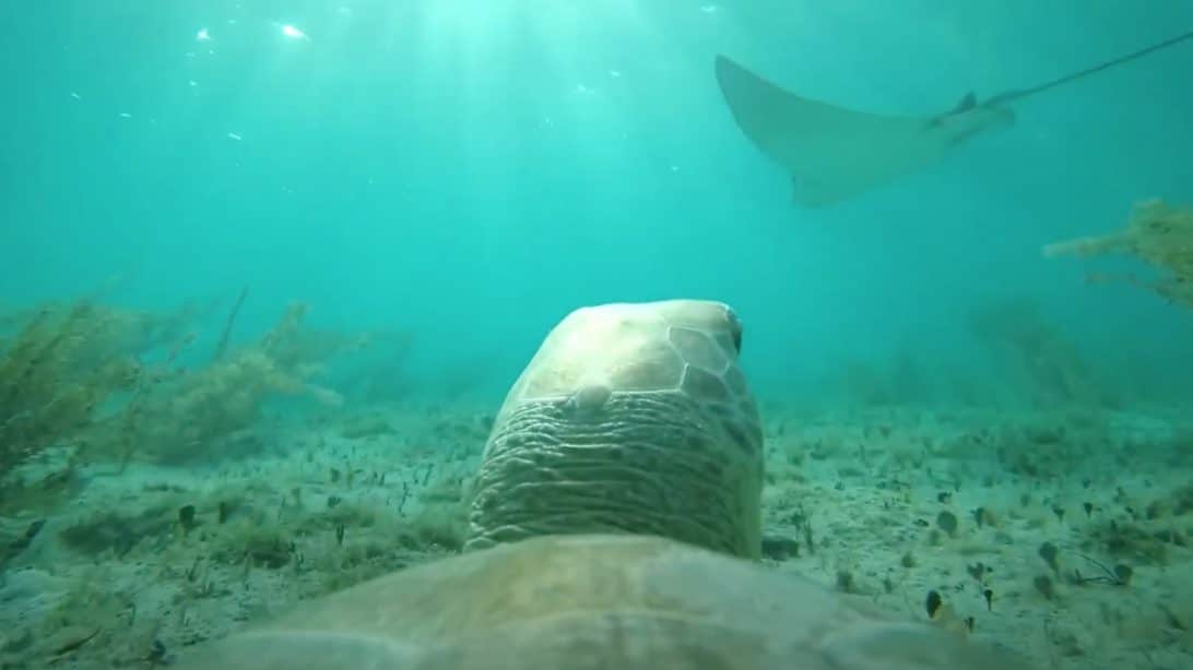 Sea Turtles With Cameras On Their Shells Show Off Life Under The Sea