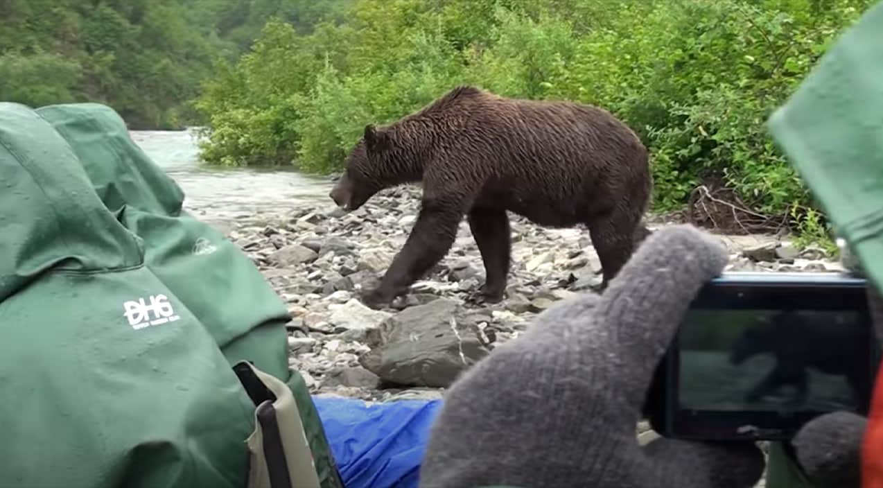 медведь нападает на людей фото