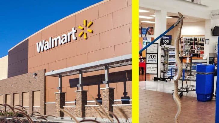 Texas Walmart Employees Discover Snake Slithering Through Store