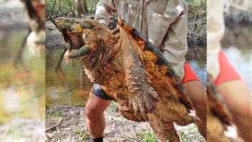 Researchers Confirm New Alligator Snapping Turtle Species With 100lb Catch