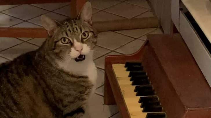 Cat Plays Piano To Let His Owner Know When He’s Hungry – Country Music