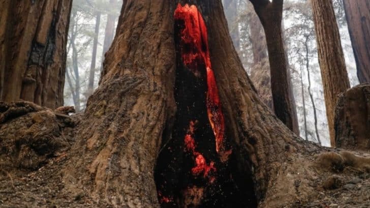 2,000-Year-Old Redwood Forest Survives California’s Biggest Wildfire