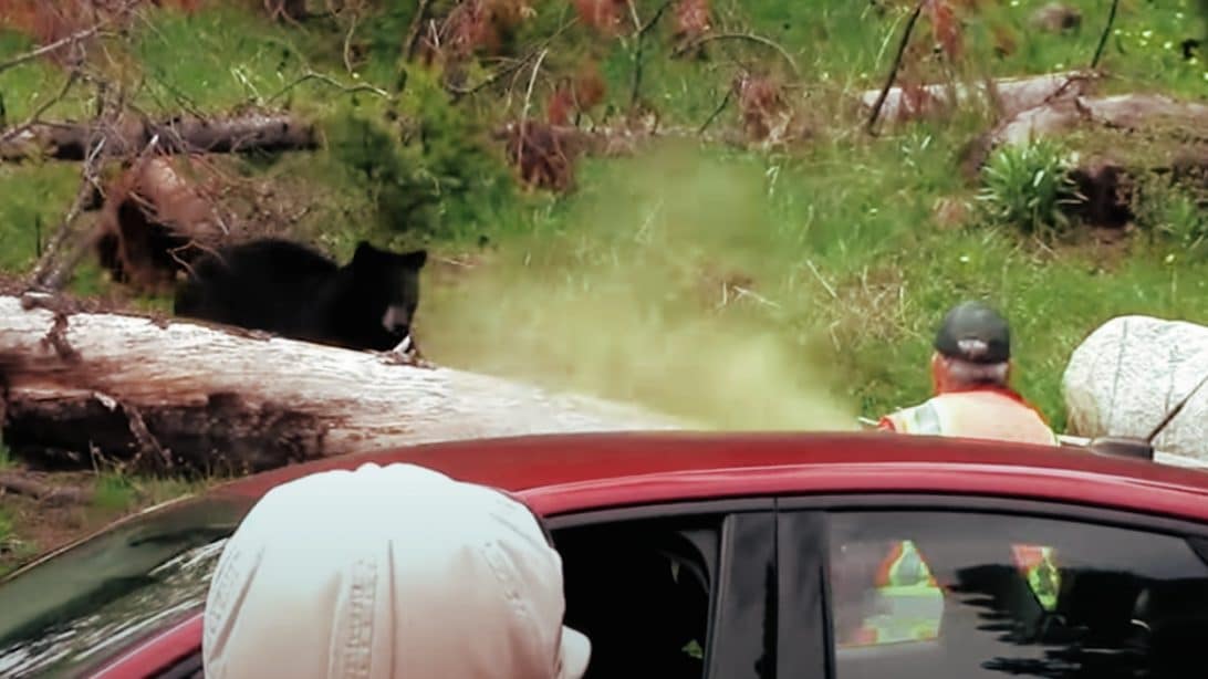 Bears Charges At Yellowstone Park Ranger & He Pepper Sprays It