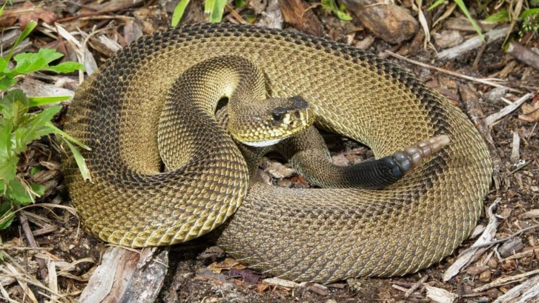 are-there-diamondback-rattlesnakes-in-pennsylvania