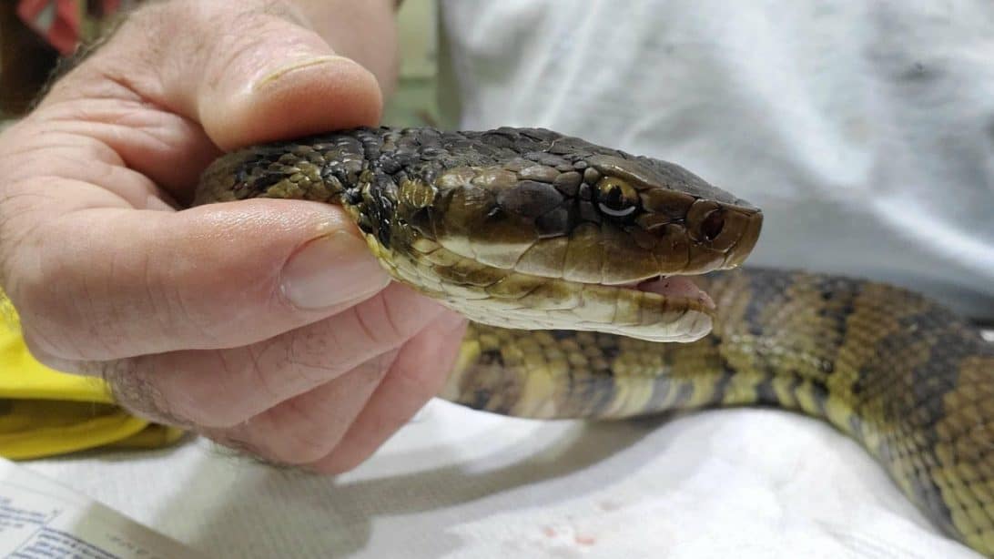 Water Moccasin Vomits 2 Other Snakes While Undergoing Surgery