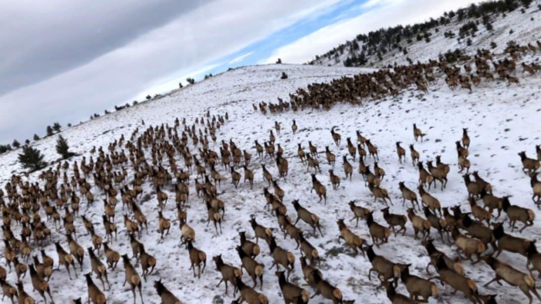 Video Show Herd Of 4,200 Stampeding Elk