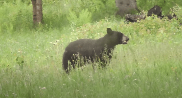 Caught On Camera: Skunk Sprays Black Bear