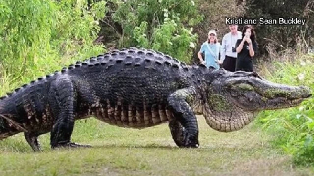 Самый большой аллигатор