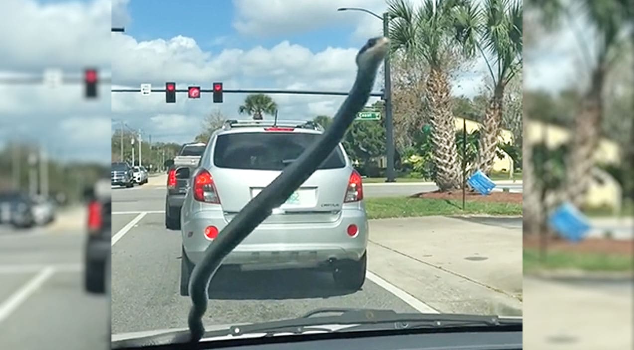 Snake Hitches Ride On Woman's Car, She Records Whole Thing