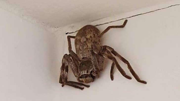 Woman Finds Huntsman Spider In Her Shower