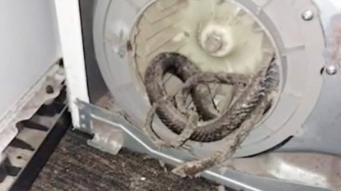 Florida Family Finds Dead Snake In Dryer Vent