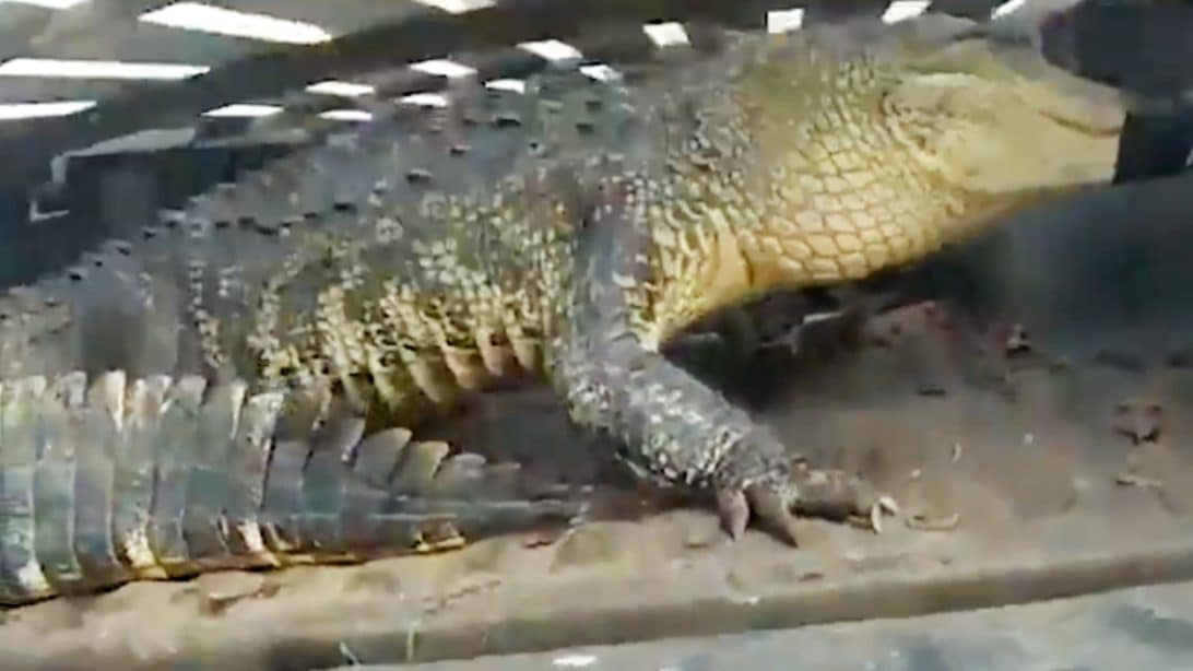 10ft Alligator Found Hiding Under Car