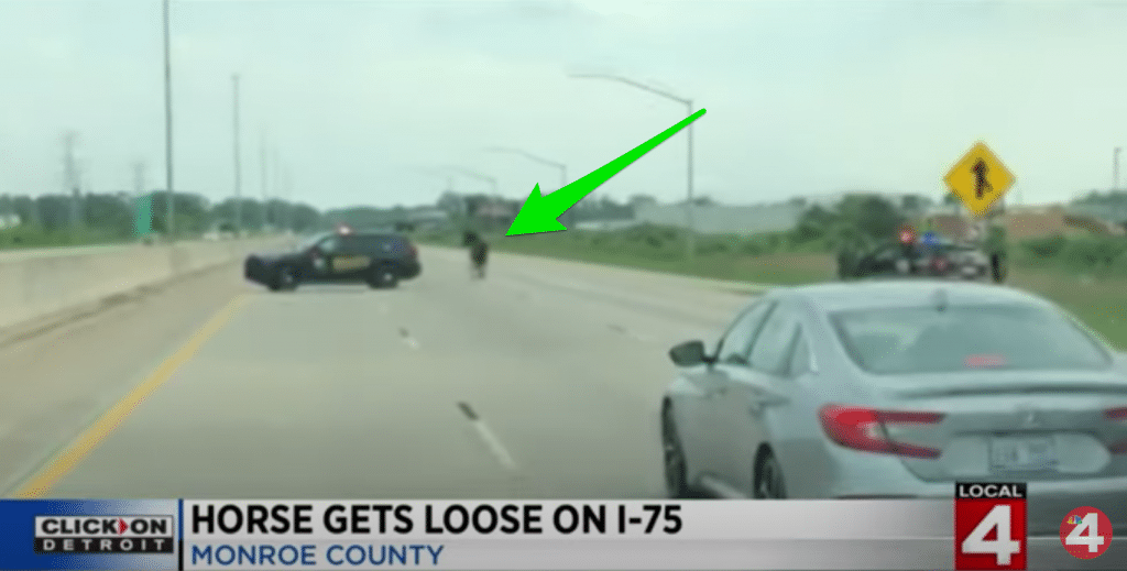 Horse Gets Loose On Michigan Interstate