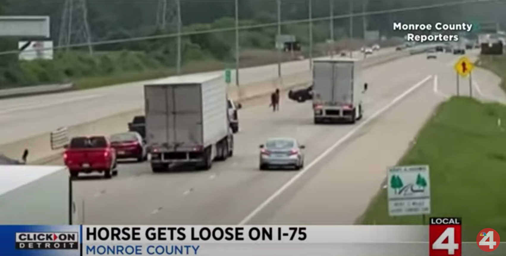 Horse Gets Loose On Michigan Interstate Country Music Family