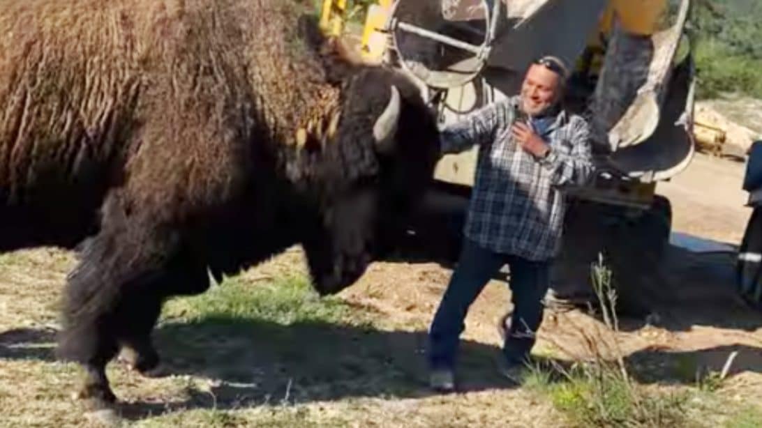 Bison HeadButts Man Trying To Pet It