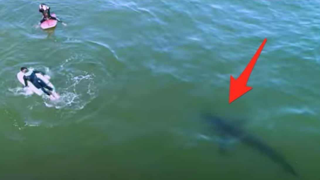 Kids Have No Idea Great White Shark Is Swimming Beneath Them – Country