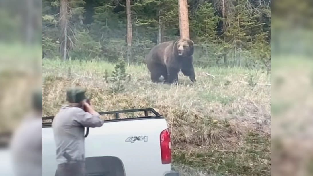 Grizzly Bear Charges At Yellowstone Park Ranger