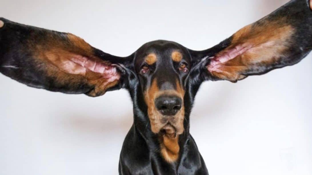 Coonhound's Long Ears Just Broke The World Record
