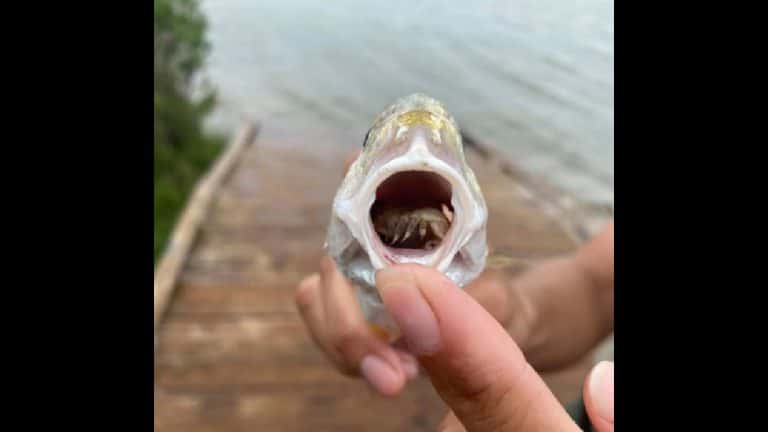 Creepy Tongue-Eating Parasite Found Inside Of Fish