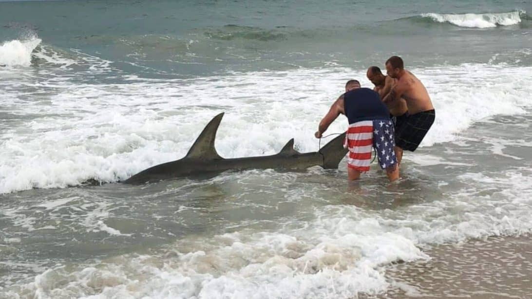 Video: 13-Foot Hammerhead Shark Reeled Onto NC Beach