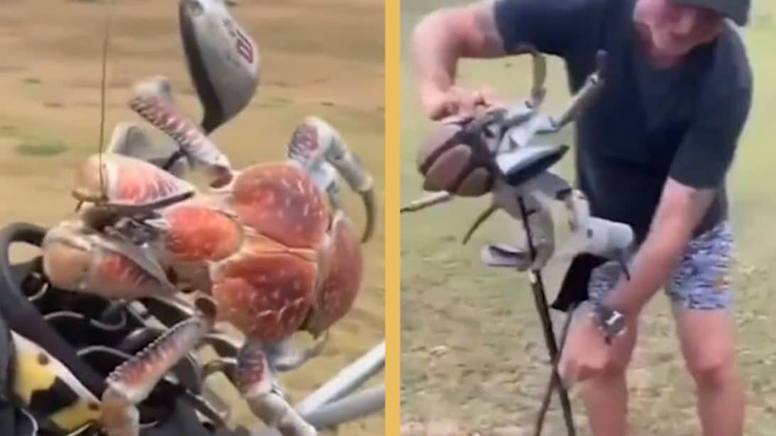 3ft Crab Steals Golfer’s Clubs, Snaps One In Half Country Music Family