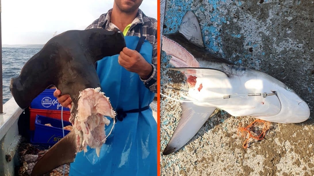 Fisherman Keeps Reeling In HalfEaten Sharks