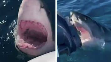 Great White Shark Stalks Family's Boat For An Hour Before Attacking It