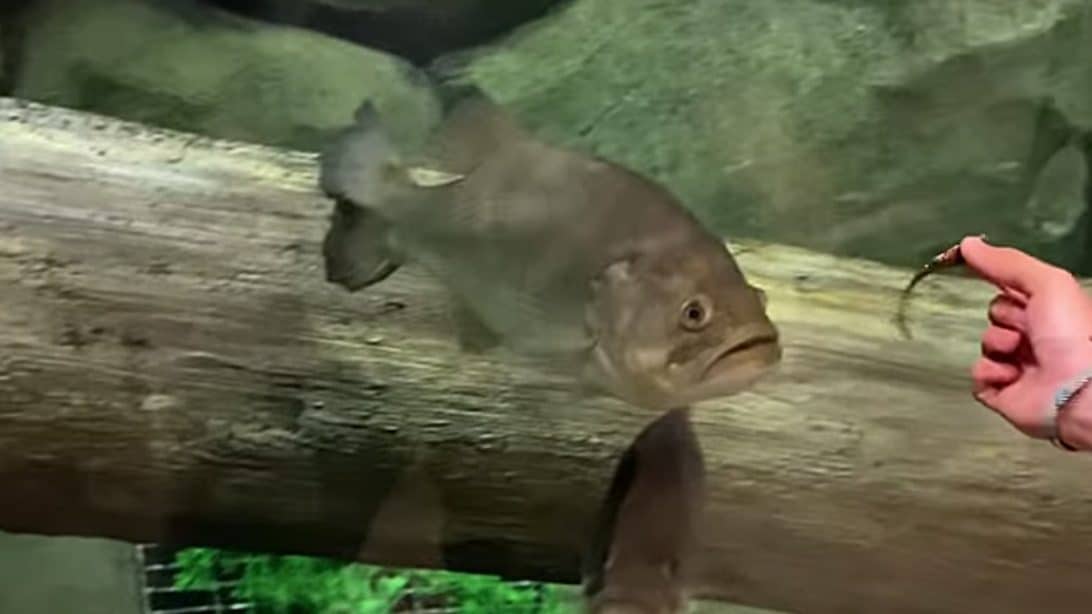 Genius Man Puts Lure Up To Bass Pro Shop Tank To See If Fish Approve