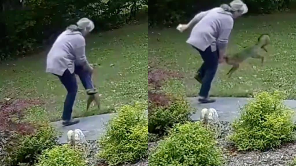 61 Year Old Woman Attacked By Rabid Fox In Her Front Yard