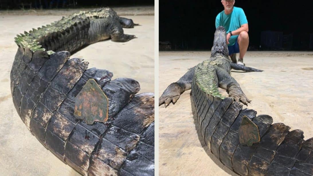 Over 100YearOld Gator Sets Florida Record For Longest Female